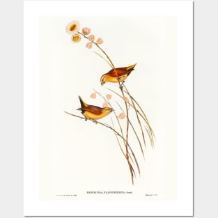 Yellow-rumped Finch Posters and Art